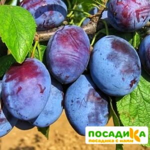 Слива Чачакская ранняя купить по цене от 229.00р. в интернет-магазине «Посадика» с доставкой почтой в в Аркадаке и по всей России – [изображение №1].