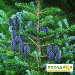 Пихта корейская (Abies koreana) купить по цене от 450.00р. в интернет-магазине «Посадика» с доставкой почтой в в Аркадаке и по всей России – [изображение №1].