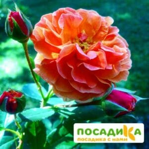 Роза Арабия купить по цене от 350.00р. в интернет-магазине «Посадика» с доставкой почтой в в Аркадаке и по всей России – [изображение №1].