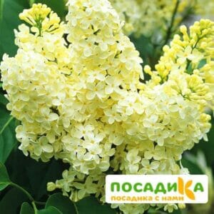 Сирень Примроуз (Primrose) купить по цене от 529.00р. в интернет-магазине «Посадика» с доставкой почтой в в Аркадаке и по всей России – [изображение №1].