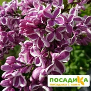 Сирень Сенсация купить по цене от 529.00р. в интернет-магазине «Посадика» с доставкой почтой в в Аркадаке и по всей России – [изображение №1].