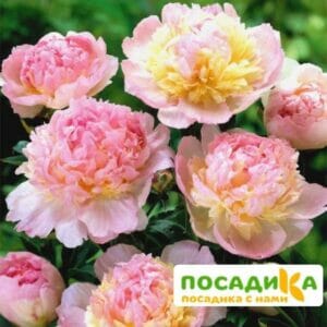 Пион Распберри Сандей (Paeonia Raspberry Sundae) купить по цене от 959р. в интернет-магазине «Посадика» с доставкой почтой в в Аркадаке и по всей России – [изображение №1].