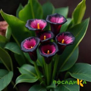 Калла Аура Лейс купить по цене от 400р. в интернет-магазине «Посадика» с доставкой почтой в в Аркадаке и по всей России – [изображение №1].