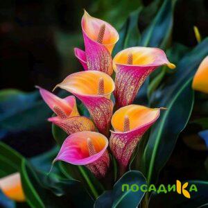Калла Оникс купить по цене от 450р. в интернет-магазине «Посадика» с доставкой почтой в в Аркадаке и по всей России – [изображение №1].