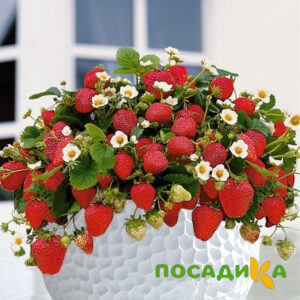 Клубника Рубиновый Шепот (горшечная) купить по цене от 240р. в интернет-магазине «Посадика» с доставкой почтой в в Аркадаке и по всей России – [изображение №1].
