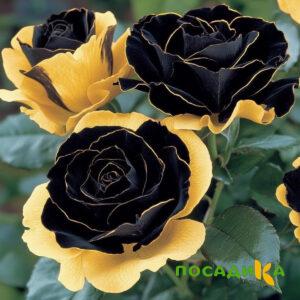 Роза Ханни Сикл купить по цене от 700р. в интернет-магазине «Посадика» с доставкой почтой в в Аркадаке и по всей России – [изображение №1].