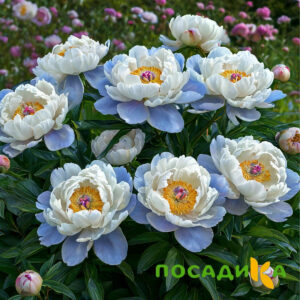 Пион акварельный Этюд купить по цене от 806р. в интернет-магазине «Посадика» с доставкой почтой в в Аркадаке и по всей России – [изображение №1].