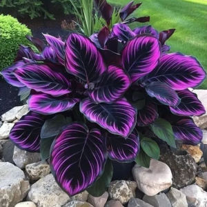 Хоста Люминоза купить по цене от 450р. в интернет-магазине «Посадика» с доставкой почтой в в Аркадаке и по всей России – [изображение №1].