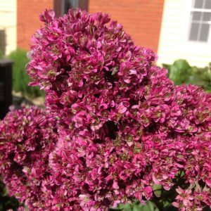 Флокс Филингс купить по цене от 329р. в интернет-магазине «Посадика» с доставкой почтой в в Аркадаке и по всей России – [изображение №1].