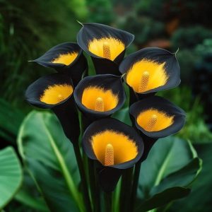 Калла Легато купить по цене от 620р. в интернет-магазине «Посадика» с доставкой почтой в в Аркадаке и по всей России – [изображение №1].