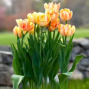 Тюльпан Верона Санрайз купить по цене от 280р. в интернет-магазине «Посадика» с доставкой почтой в в Аркадаке и по всей России – [изображение №1].