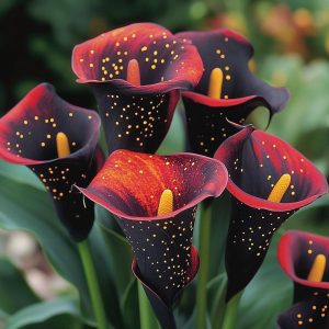 Калла Нуар купить по цене от 299р. в интернет-магазине «Посадика» с доставкой почтой в в Аркадаке и по всей России – [изображение №1].