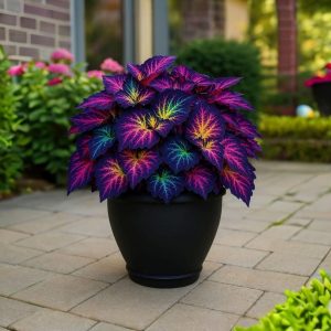 Хоста Фрости Блю купить по цене от 389р. в интернет-магазине «Посадика» с доставкой почтой в в Аркадаке и по всей России – [изображение №1].