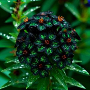 Флокс Ривьера купить по цене от 299р. в интернет-магазине «Посадика» с доставкой почтой в в Аркадаке и по всей России – [изображение №1].