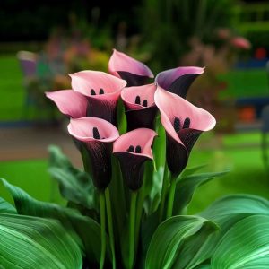 Калла Энигма купить по цене от 291р. в интернет-магазине «Посадика» с доставкой почтой в в Аркадаке и по всей России – [изображение №1].