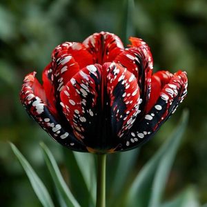 Тюльпан Вельвет Файер купить по цене от 394р. в интернет-магазине «Посадика» с доставкой почтой в в Аркадаке и по всей России – [изображение №1].