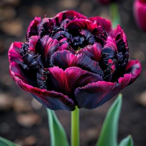 Тюльпан Фламинго купить по цене от 500р. в интернет-магазине «Посадика» с доставкой почтой в в Аркадаке и по всей России – [изображение №1].