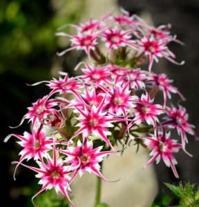 Флокс Метельчатый Путь купить по цене от 456р. в интернет-магазине «Посадика» с доставкой почтой в в Аркадаке и по всей России – [изображение №1].