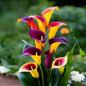 Калла Кристалл купить по цене от 450р. в интернет-магазине «Посадика» с доставкой почтой в в Аркадаке и по всей России – [изображение №1].