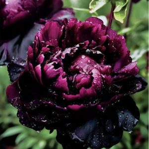 Пион Темный Сад купить по цене от 421р. в интернет-магазине «Посадика» с доставкой почтой в в Аркадаке и по всей России – [изображение №1].