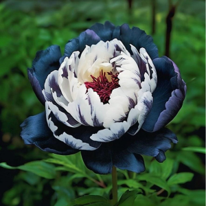 Пион Древовидный Инь-Янь купить по цене от 419р. в интернет-магазине «Посадика» с доставкой почтой в в Аркадаке и по всей России – [изображение №1].