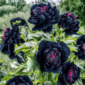 Пион древовидный Сердце Афродиты купить по цене от 600р. в интернет-магазине «Посадика» с доставкой почтой в в Аркадаке и по всей России – [изображение №1].