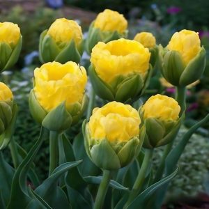 Тюльпан махровый Ванила Коп купить по цене от 159р. в интернет-магазине «Посадика» с доставкой почтой в в Аркадаке и по всей России – [изображение №1].