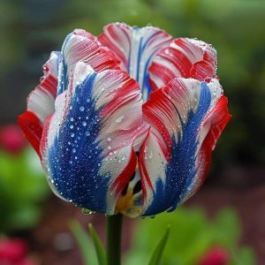 Тюльпан Ремс Сенсейшн купить по цене от 219р. в интернет-магазине «Посадика» с доставкой почтой в в Аркадаке и по всей России – [изображение №1].