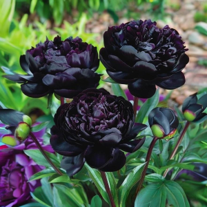 Пион Королевский Бархат купить по цене от 419р. в интернет-магазине «Посадика» с доставкой почтой в в Аркадаке и по всей России – [изображение №1].