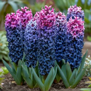 Гиацинт Блю Спринг купить по цене от 2099р. в интернет-магазине «Посадика» с доставкой почтой в в Аркадаке и по всей России – [изображение №1].