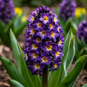 Гиацинт Вельвет Колор купить по цене от 2099р. в интернет-магазине «Посадика» с доставкой почтой в в Аркадаке и по всей России – [изображение №1].