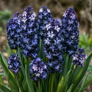 Гиацинт Блум Клауд купить по цене от 2099р. в интернет-магазине «Посадика» с доставкой почтой в в Аркадаке и по всей России – [изображение №1].