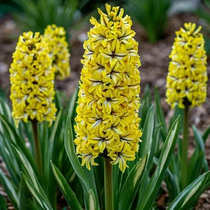 Гиацинт Сансет Голд купить по цене от 2099р. в интернет-магазине «Посадика» с доставкой почтой в в Аркадаке и по всей России – [изображение №1].