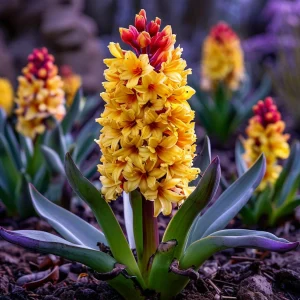 Гиацинт Миднайт Мистери купить по цене от 2099р. в интернет-магазине «Посадика» с доставкой почтой в в Аркадаке и по всей России – [изображение №1].