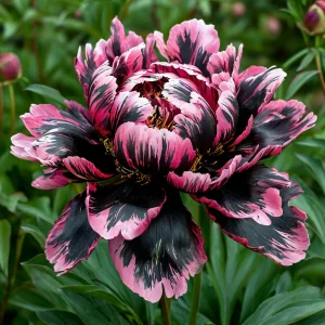 Пион Дроп Руби купить по цене от 469р. в интернет-магазине «Посадика» с доставкой почтой в в Аркадаке и по всей России – [изображение №1].