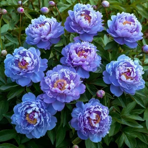 Пион Голубой лотос купить по цене от 590р. в интернет-магазине «Посадика» с доставкой почтой в в Аркадаке и по всей России – [изображение №1].