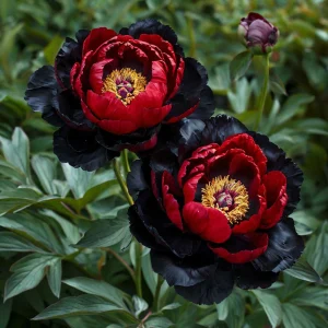 Пион Эбеновый Рубин купить по цене от 419р. в интернет-магазине «Посадика» с доставкой почтой в в Аркадаке и по всей России – [изображение №1].