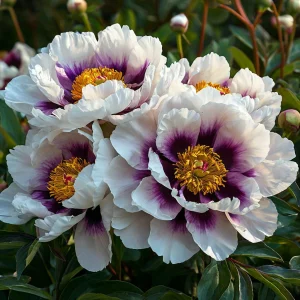 Пион Эко Саммер купить по цене от 548р. в интернет-магазине «Посадика» с доставкой почтой в в Аркадаке и по всей России – [изображение №1].