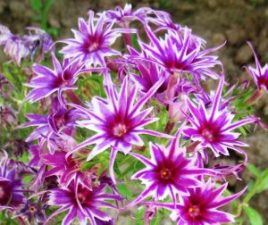 Флокс Звездное Кружево купить по цене от 361р. в интернет-магазине «Посадика» с доставкой почтой в в Аркадаке и по всей России – [изображение №1].