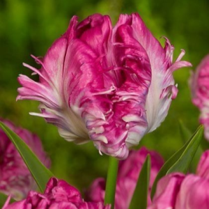 Тюльпан махровый Кул Кристал купить по цене от 400р. в интернет-магазине «Посадика» с доставкой почтой в в Аркадаке и по всей России – [изображение №1].