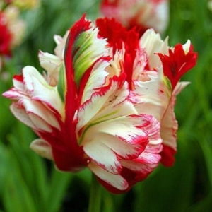 Тюльпан Эстелла Рижнвельд купить по цене от 500р. в интернет-магазине «Посадика» с доставкой почтой в в Аркадаке и по всей России – [изображение №1].