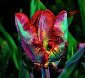 Тюльпан Эирпрайз купить по цене от 270р. в интернет-магазине «Посадика» с доставкой почтой в в Аркадаке и по всей России – [изображение №1].